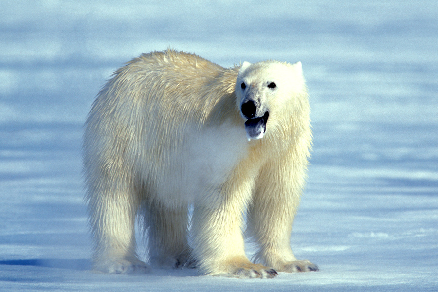 Polar..