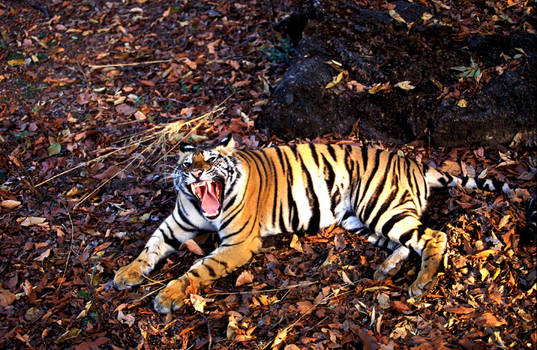 Bengal Tiger 2