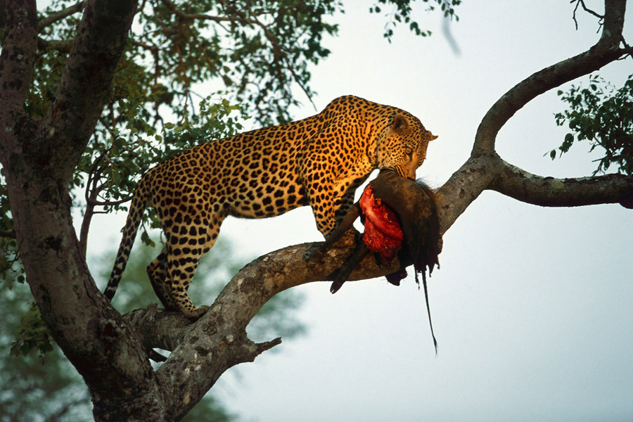wildlife by catman-suha
