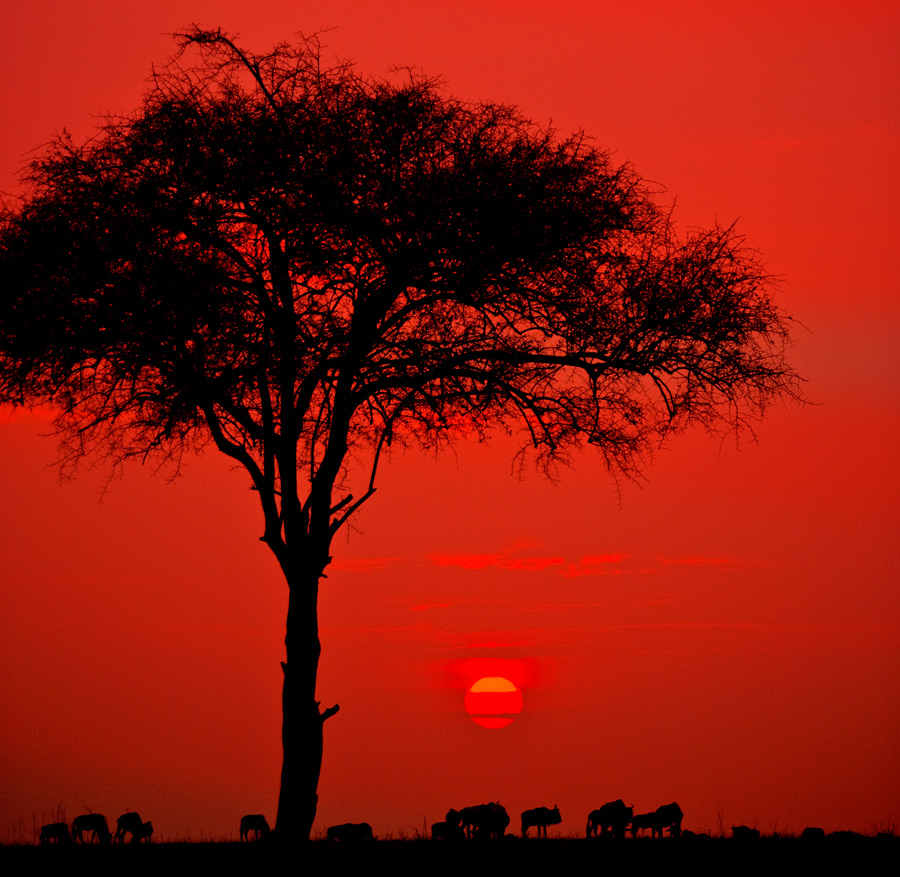 Masai Mara