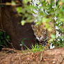 Jaguar Panthera onca