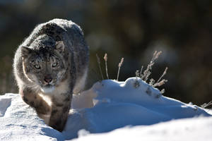 Snow Leopard 5