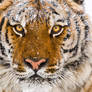Siberian Tiger 12