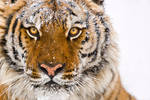 Siberian Tiger 12 by catman-suha
