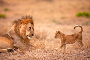 father and cub