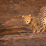 Cheetah 13