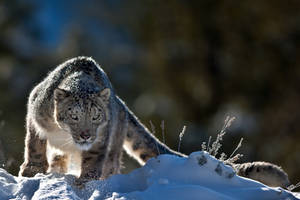 Snow Leopard 9