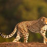 Cheetah 19