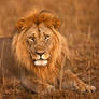 King of the Masai Mara