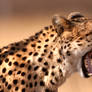 Cheetah 23