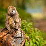 Baboon 2