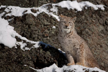 Siberian Lynx 2