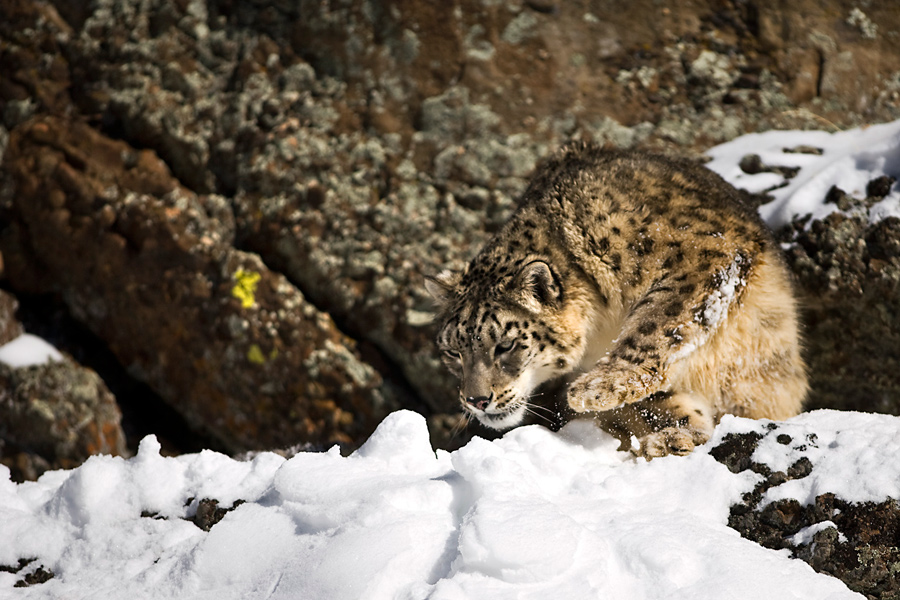 Snow Leopard 12