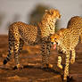 Cheetah 35