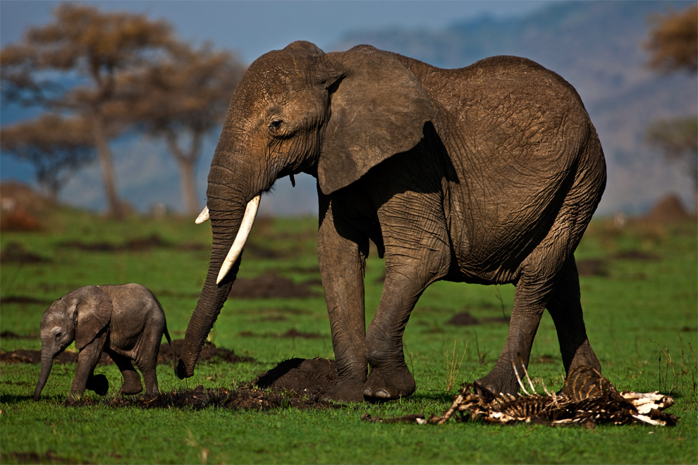 African Elephant