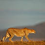 Cheetah 38