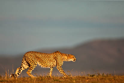 Cheetah 38