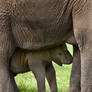 African Elephant 4