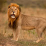 African Lion 24