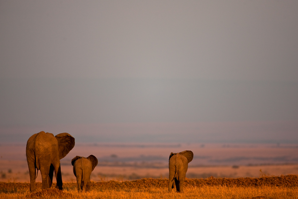 African Elephant 5