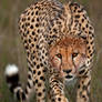 Cheetah 40