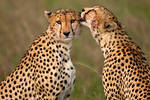 Cheetah 41 by catman-suha