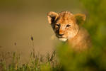 African Lion 29 by catman-suha