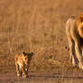 African Lion 39