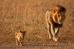 African Lion 39 by catman-suha