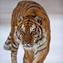 Siberian Tiger 15