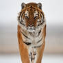 Siberian Tiger 16