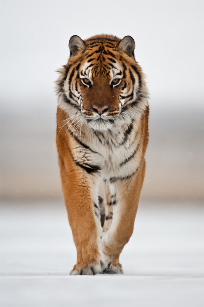 Siberian Tiger 16