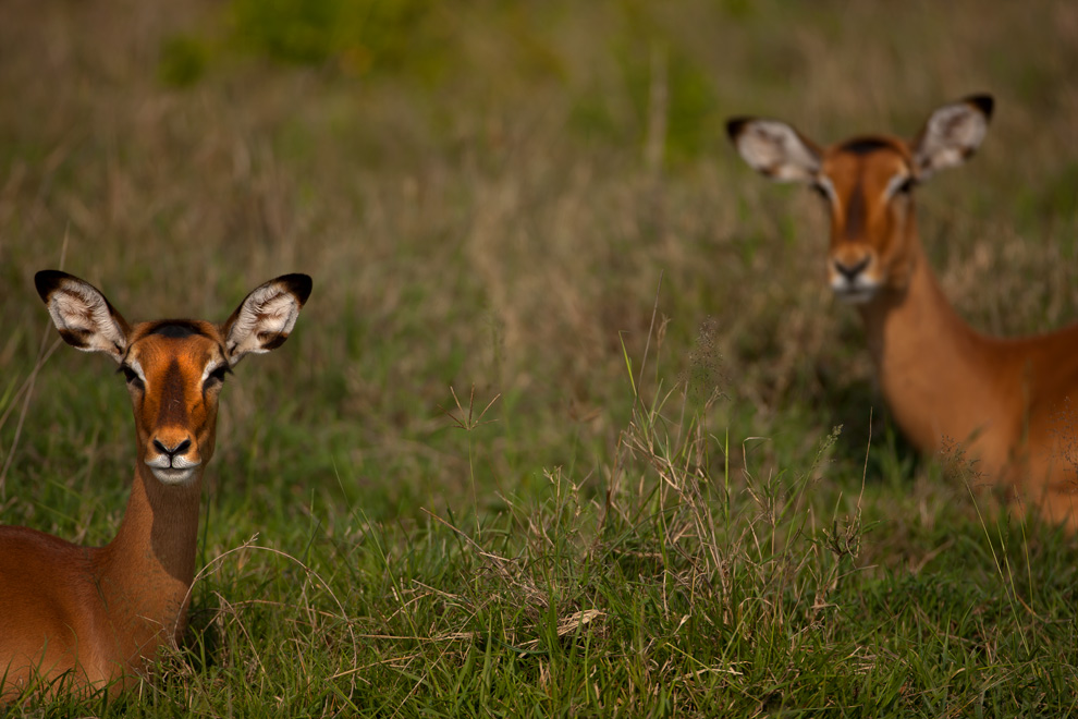 Impala