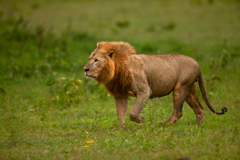 African Lion 68