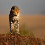 Cheetah 48