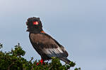 Bateleur Eagle 02 by catman-suha