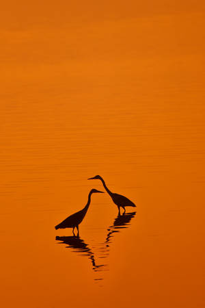 Lake Nakuru Kenya by catman-suha