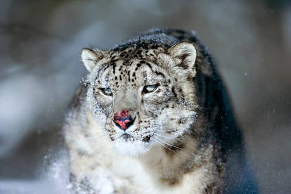 Snow Leopard 15