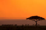 My Africa 46 by catman-suha