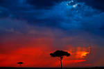 My Africa 48 by catman-suha