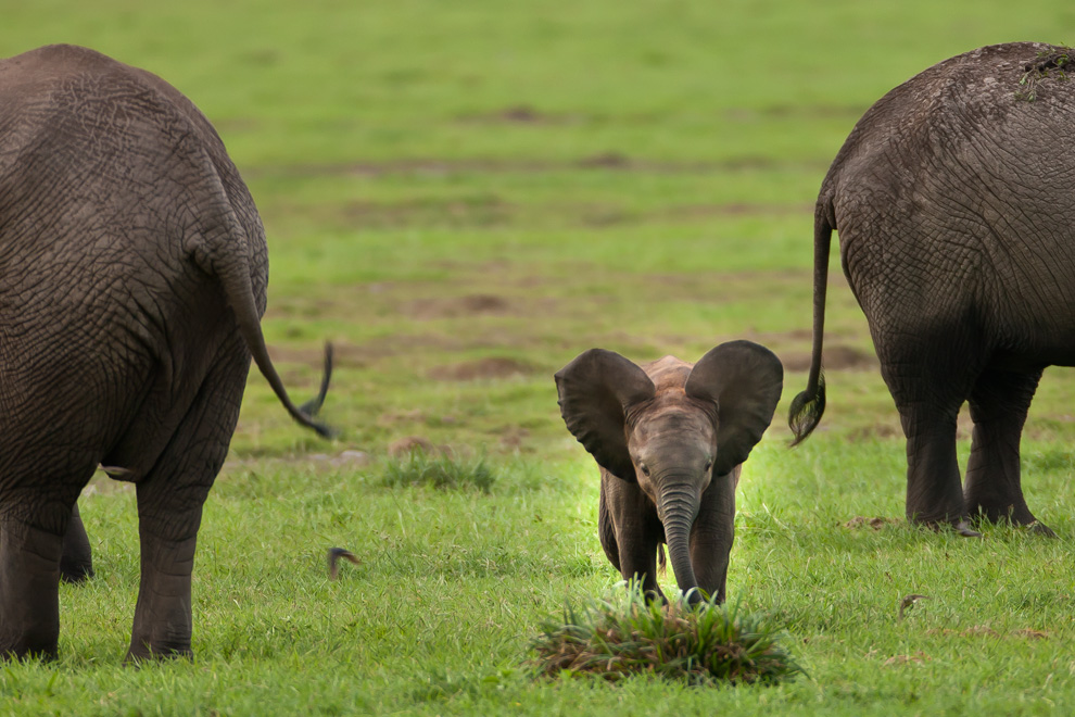 African Elephant 6