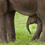 African Elephant 7