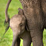 African Elephant 8