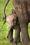 African Elephant 8 by catman-suha