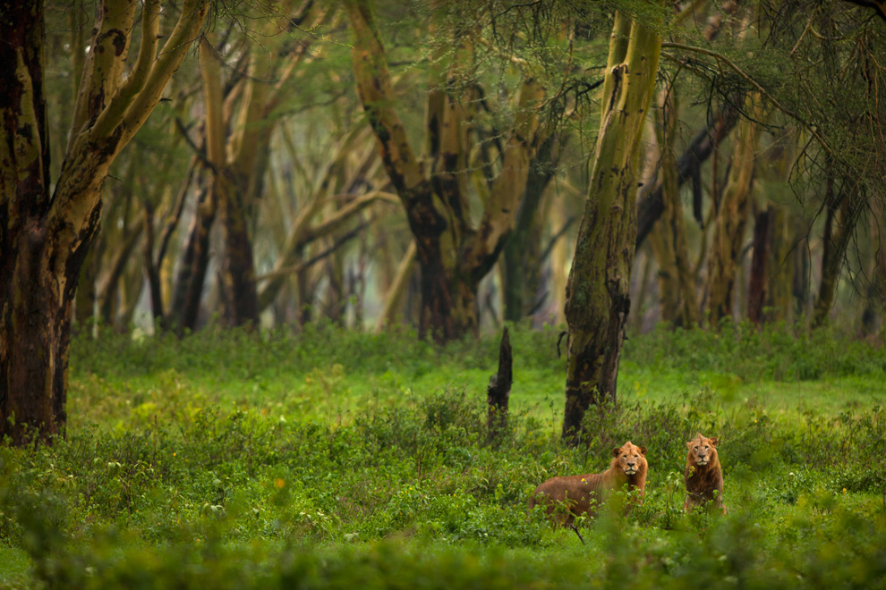 African Lion 107