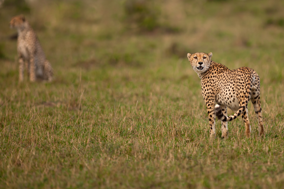 Cheetah 60
