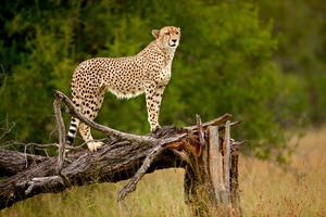 Cheetah 61