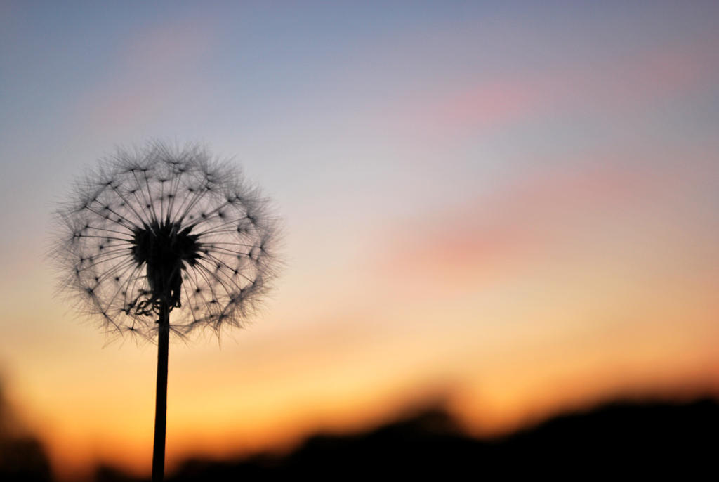Wish By Pierat7 On DeviantArt