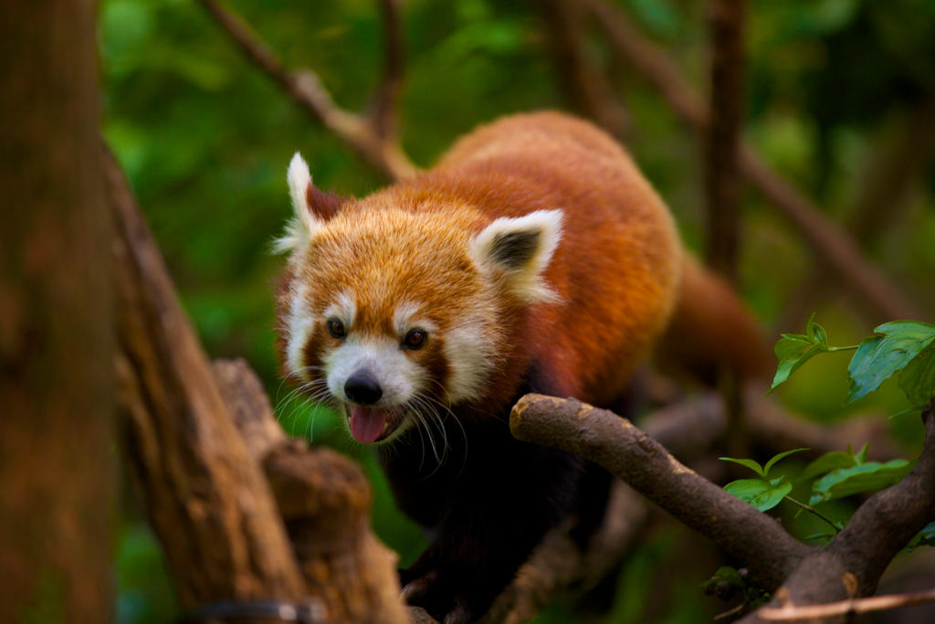 Bamboo Eater By Pierat7 On DeviantArt