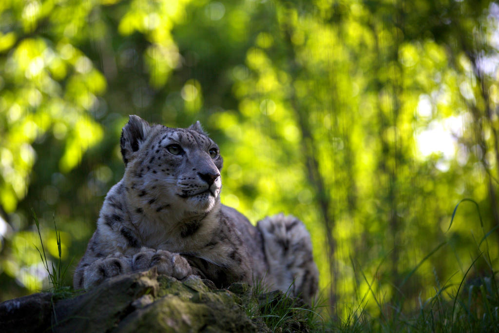 Leopard By Pierat7 On DeviantArt